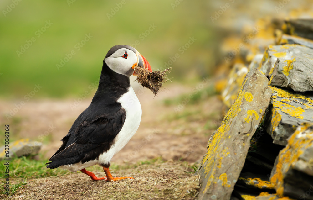 Wall mural atlantic puffin with nesting material in the beak