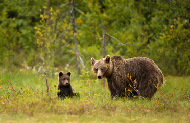 Cute Eurasian Brown bear cub with a bear mama