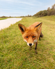 Fototapeta premium Red fox standing near a river