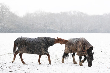 Two horses play-fighting in the falling snow in winter