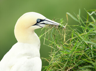 Northern gannet with nesting material in the beak