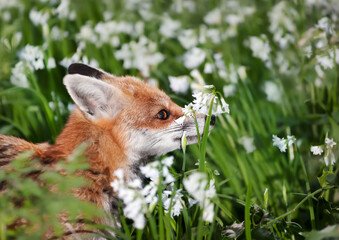 Red fox amongst white variety bluebells in spring - Powered by Adobe