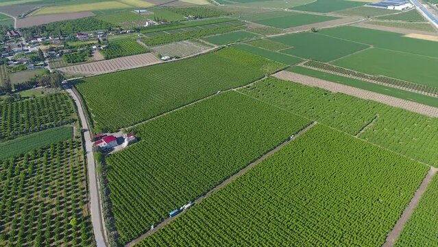 aerial footage of symmetrical orchard