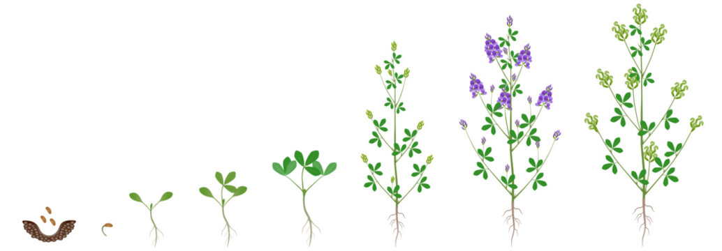 Cycle of growth of alfalfa plant isolated on a white background.
