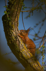 Squirrel climbing on a tree