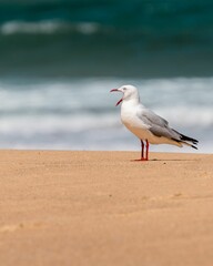 Vertical shot of a seagull perched on a sandy beach