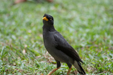 Fototapeta premium Javan Mynah, a common bird can be seen everywhere in Singapore