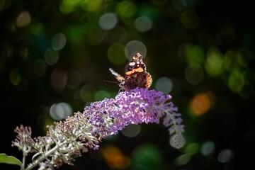 Closeup shot of the butterfly on the purple flower