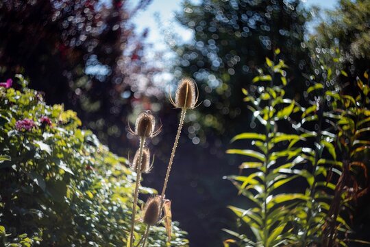 Closeup of wild teasels in the garden with sunlit bushes blurred background