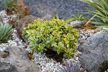 Variegated jade plant in the succulent garden © Justin Mikolajcik/Wirestock Creators