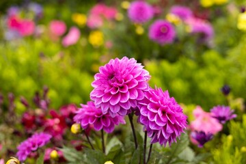 Obraz premium Closeup selective focus of beautiful pink Dahlia pinnata flowerheads in a beautiful bloomed garden