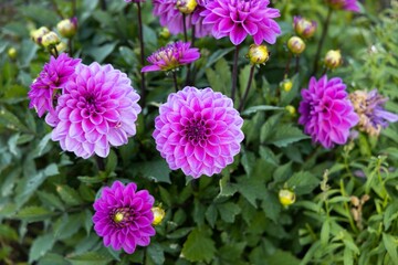Obraz premium Closeup top view of beautiful purple Dahlia pinnata flowerheads in a beautiful bloomed garden