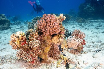 Coral reefs under a deep blue sea