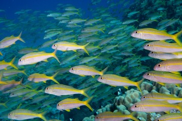 Fototapeta na wymiar School of yellowfin goatfish swimming near coral reefs under the deep blue sea