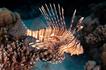Lionfish swimming around a coral reef under the sea