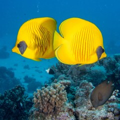 Fototapeta na wymiar Bluecheek butterflyfish swimming around a coral reef under the sea