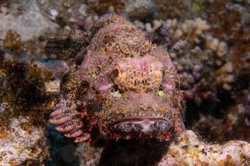 Stonefish swimming around a sharp textured coral reef under the sea
