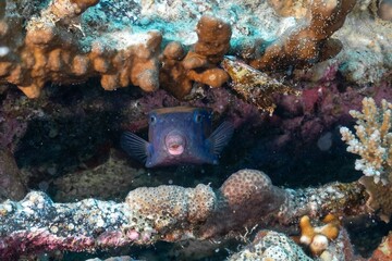 Spotted boxfish swimming around a coral reef under the sea
