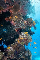 Fototapeta na wymiar School of small fishes swimming near coral reefs under the deep blue sea