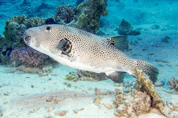 Closeup of a starry puffer underwater