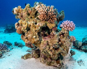 Fototapeta na wymiar Closeup of corals underwater