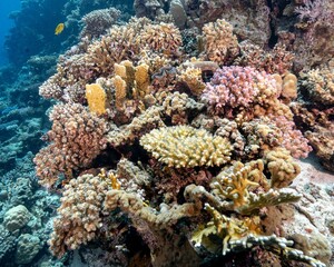 Closeup of corals underwater