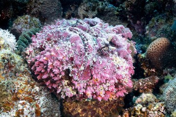 Beautiful pink coral reef, underwater background