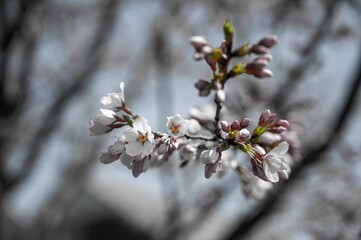 Closeup shot of a blooming cherry branch