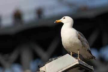 Shallow focus shot of a Yellow-legged gull standing with blur background