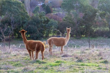 Two cute alpacas in the park, back side view