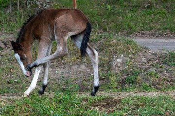 Cute foal trying to walk in the forest