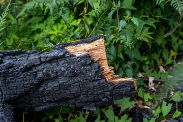 Burnt trunk of a tree during the Australian bushfire, close-up