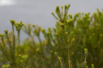 Closeup shot of wild reeds growing on a field