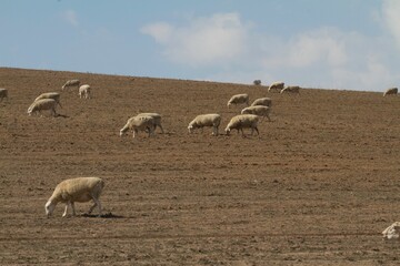 Group of Wiltipoll sheep grazing in the pasture on the hill