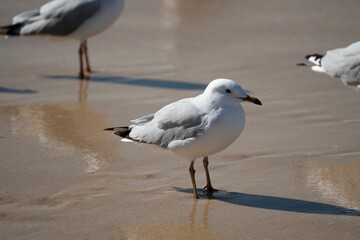 Closeup shot of seagulls walking on the beach on a sunny day