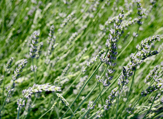 Lavender in the early stages of flowering