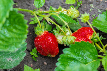 Fresh ripe red strawberry. Ripe berries and strawberry leaves after the rain. Strawberry plant close-up