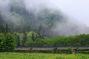 雨の日の森林　濃い霧