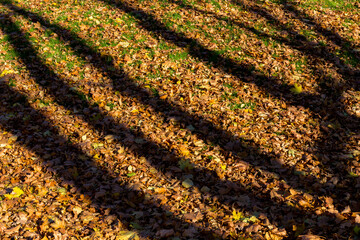 Shadows from trees on fallen autumn leaves