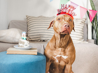 Lovable, pretty brown puppy and party hat. Close-up, indoors, studio photo. Day light. Concept of care, education, obedience training and raising pets