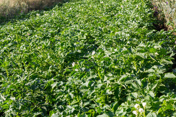 Blossoming of potato fields, potatoes plants with white flowers growing on kitchen garden