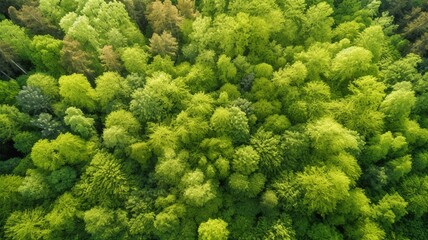 Naklejka premium Beautiful forest background Generative AI