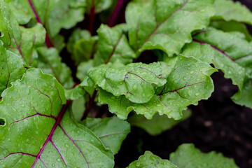 Organic green red young beetroot leaves growing on garden bed. Beets are a source of food for humans and livestock.