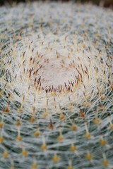Top view of cactus with needles background