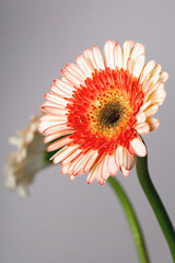 Yellow - pink gerberas on a light gray background