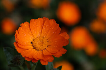 orange flower with dew drops
