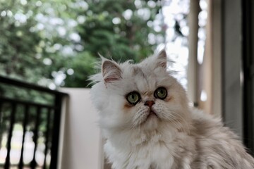 ベランダで室外を見つめているペルシャ猫