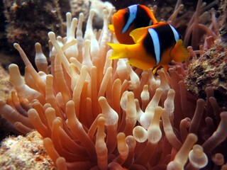 red sea clown fish 