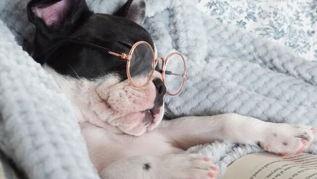 Cute puppy, glasses and old book. Clear, sunny day. Close-up, indoors. Studio photo. Day light. Concept of care, education, obedience training and raising pets