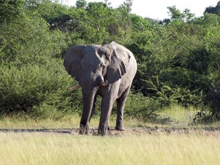 Naklejka premium Afrika